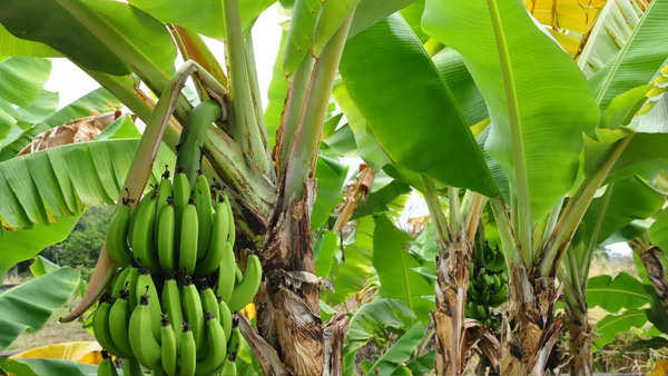 banana leaf